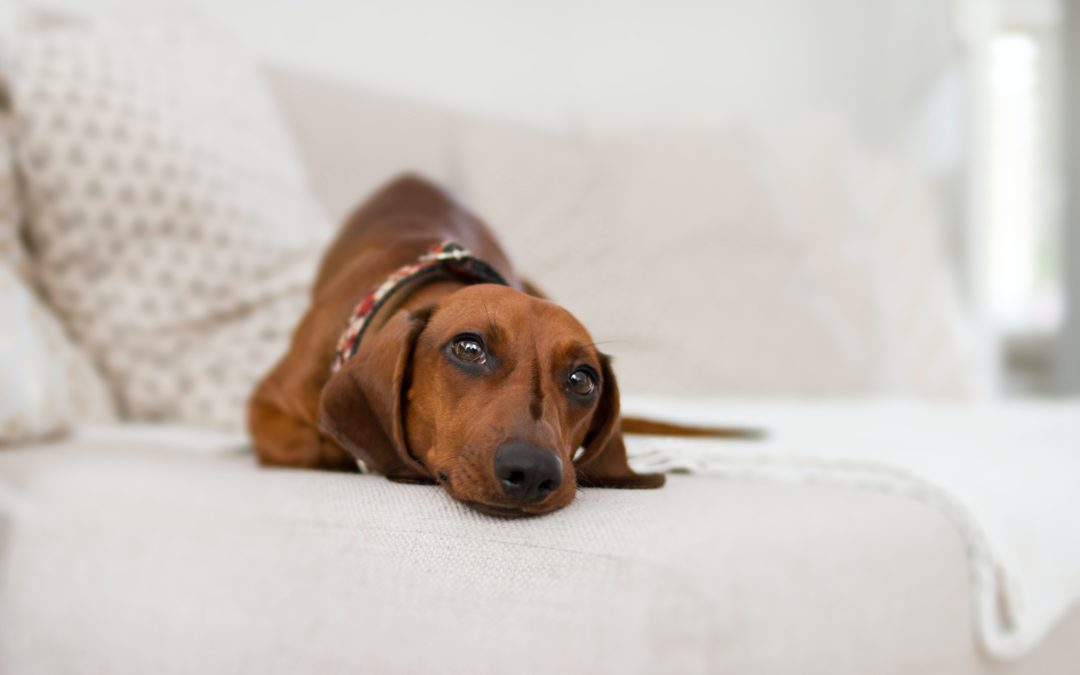 12 Tips for Moving with Pets and Helping Them Get Settled