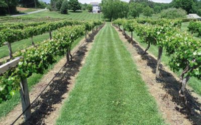 Established Profitable NC Vineyard, Winery & Retail Business For Sale!