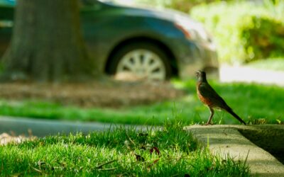 The Four Seasons of Lawn Care: A Year-Round Guide